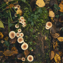 Da Sebastiani | Ortezzano